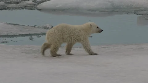Slow motion - close on polar bear cub walking along ice pack and mother Stock Footage 61159836