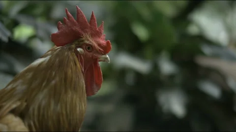 Slow Motion Close up Portrait Of a Rooster In A Garden. Close Up Shot Stock Footage 262671969