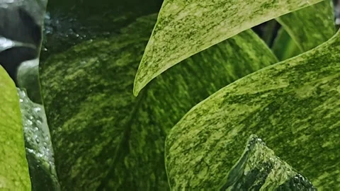Slow motion close up of a pure water drop falling from the tip of a rare. Stock Footage 340116157