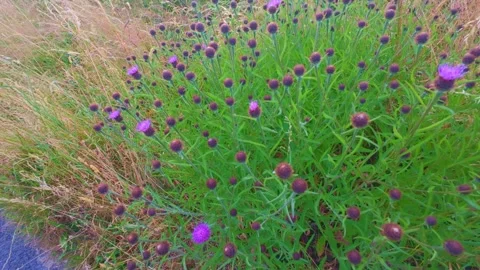 Slow motion close up of purple wildflower thistles in green grass Stock Footage 340442459