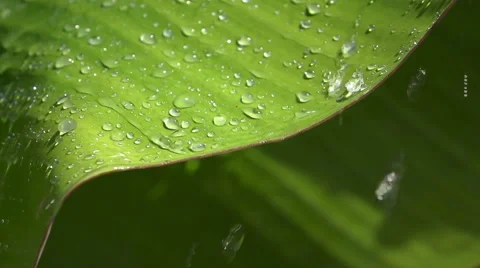 Slow motion Close up of rain drop on to banana leaf Stock Footage 67959259