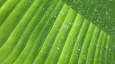 Slow motion Close up of rain drop on to banana leaf Stock Footage 67959330