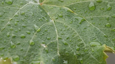 Slow motion close up rain falling on grape vine leaves Stock Footage 106410460