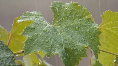 Slow motion close up rain falling on grape vine leaves Stock Footage 106410583