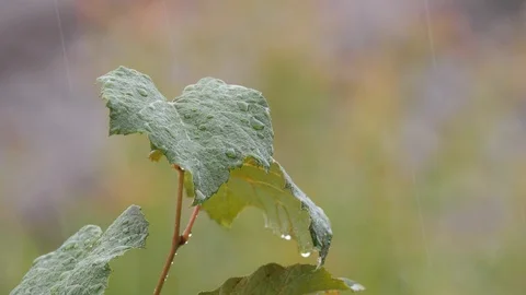 Slow motion close up rain falling on grape vine leaves Stock Footage 106410629