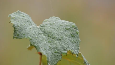 Slow motion close up rain falling on grape vine leaves Stock Footage 106410739