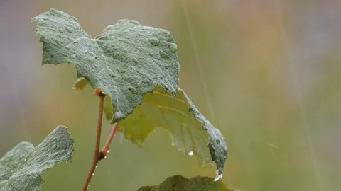 Slow motion close up rain falling on grape vine leaves Stock Footage 106410770