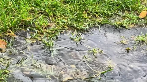 Slow Motion Close-Up of Raindrops Splashing into Flooded Lawn Puddle Stock Footage 345892792