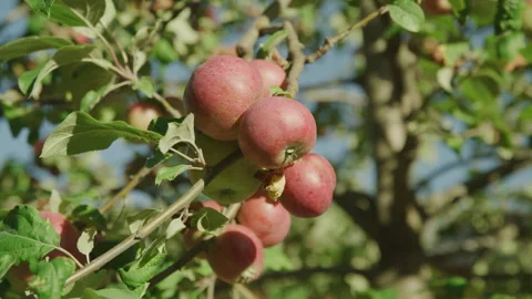 Slow motion close up of red apples growing on tree branch with sunny blue sky Stock Footage 327394320