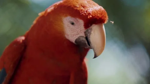 Slow motion close up of red scarlet macaw parrot shaking head while insect Stock Footage 157592694
