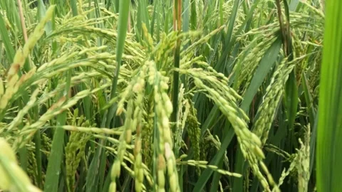 Slow motion close up of rice seeds on a tree that are starting to turn yellow Video stock 320915968