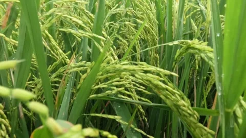 Slow motion close up of rice seeds on a tree that are starting to turn yellow Stock Footage 320915971