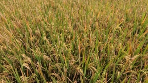 Slow motion close up of rice seeds on a tree that are starting to turn yellow Stock Footage 320915972