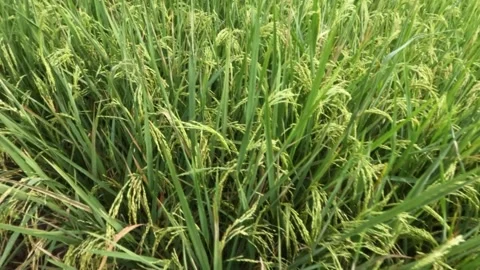Slow motion close up of rice seeds on a tree that are starting to turn yellow Видео 320916024