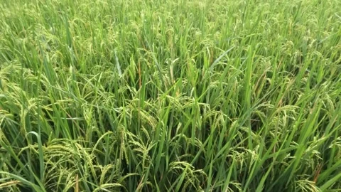 Slow motion close up of rice seeds on a tree that are starting to turn yellow Stock-Footage 320916029
