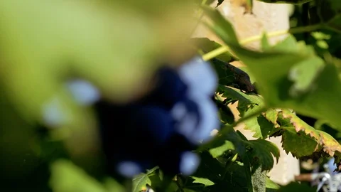 SLOW MOTION Close up of ripe grapes with leaves on the branches Stock Footage 116776474