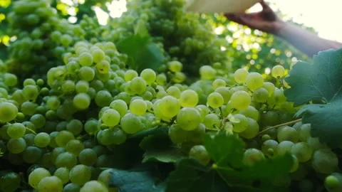 Slow motion, close up of ripe grapes thrown during harvest season, in a italian Vídeos de archivo 345070666