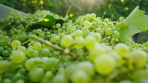 Slow motion, close up of ripe grapes collected during harvest season, in a Vidéo 345070775