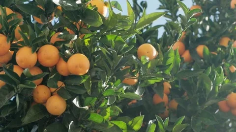 Slow motion Close-up of ripe oranges on a tree against the sky in sunny weather Stock-Footage 146817815