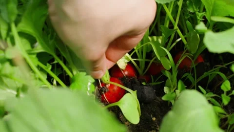 Slow motion close-up of a ripe red radish being pulled out of the soil in a Stock Footage 308404206
