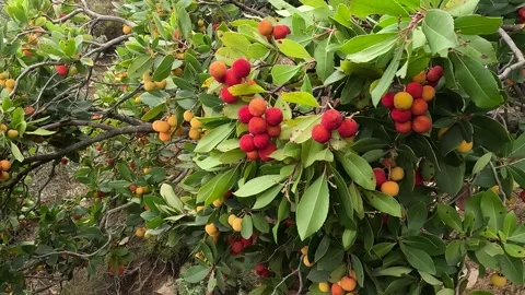 Slow motion close-up of ripe red fruits of strawberry tree (Arbutus unedo) Stock-Footage 331046594