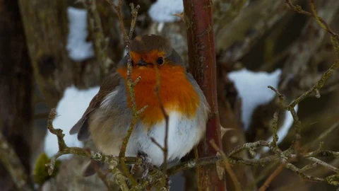 Slow motion close up of Robin in snow jumping off branch Stock Footage 114462017