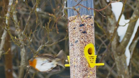 Slow motion close up of Robin taking seeds from feeder and flying away Stock Footage 114458788