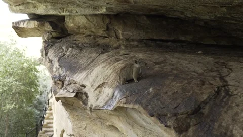Slow-motion Close-up of Rock Cavy (Mocó) at Toca do Paraguaio Site Stock Footage 321907413