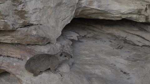 Slow-motion Close-up of Rock Cavy (Mocó) at Toca do Paraguaio Site Stock Footage 321907422