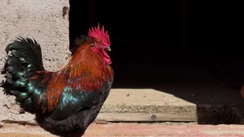Slow Motion Close Up Rooster Crowing by Rustic Barn Wall Stock Footage 334177507
