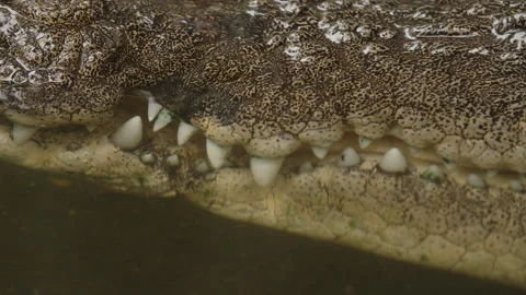 Slow-motion close-up of a saltwater crocodile’s head and powerful jaws, showing Vídeo Stock 345969461