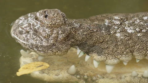 Slow-motion close-up of a saltwater crocodile’s powerful jaws and teeth as it Vídeo Stock 345972901