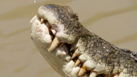 Slow-motion close-up of a saltwater crocodile’s open jaws, revealing its large Vídeo Stock 345972941