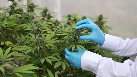 Slow motion close up of scientist hands with gloves checking hemp plants us.. Stock Footage 336934935