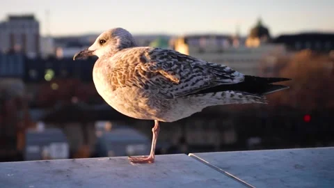 Slow motion close up of a seagull standing on one leg in a rooftop Stock Footage 132278440