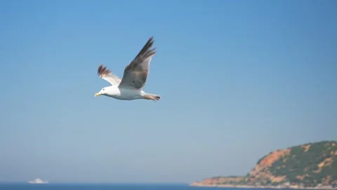 Slow motion close up of seagulls flying over the blue sea water with the hilly Stock Footage 280891890