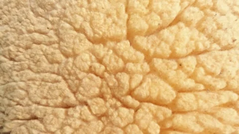Slow motion close up of a sheep moving slowly Stock Footage 320978913