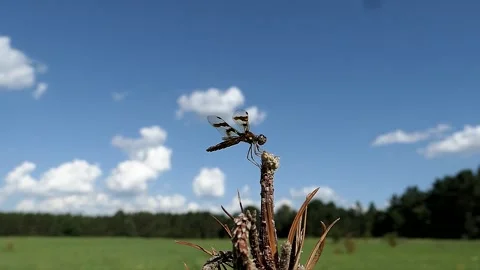 Slow motion close up shot of a 12-spotted skimmer dragonfly on the prairie. Stock-Footage 324763058
