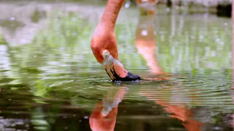 Slow motion close up shot of an american flamingo feeding Stock Footage 220181481