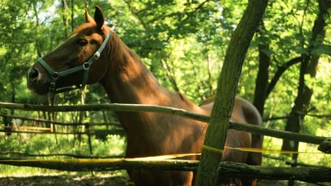 Slow motion close up shot of beautiful calm brown stallion relaxing outdoors 스톡 동영상 197638440