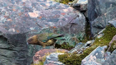Slow motion close up shot of colourful Kea alpine parrot running on rocks Stock-Footage 134556990