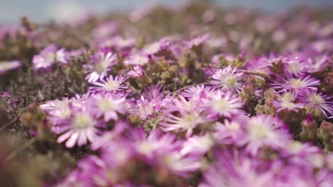 Slow motion close up shot of countless pink and purple asters Stock Footage 257950160