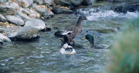 Slow motion close up shot, ducks swimming in a beautiful green Alp river, 4K. Stock Footage 120373734
