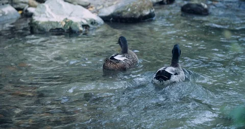 Slow motion close up shot, ducks swimming in a beautiful green Alp river, 4K. Stock Footage 120373797