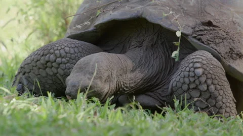 Slow motion close up shot Galapagos tortoise feeding on grass, Santa Cruz. Stock Footage 273748779