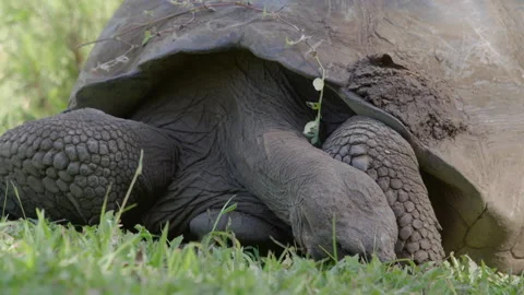 Slow motion close up shot Galapagos tortoise feeding on grass, Santa Cruz. Stock Footage 273748802