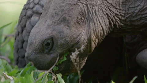 Slow motion close up shot Galapagos tortoise feeding on grass, Santa Cruz. Stock Footage 273748858