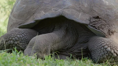 Slow motion close up shot Galapagos tortoise feeding on grass, Santa Cruz. Stock Footage 273748909