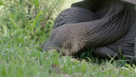 Slow motion close up shot Galapagos tortoise feeding on grass, Santa Cruz. Stock Footage 273748979
