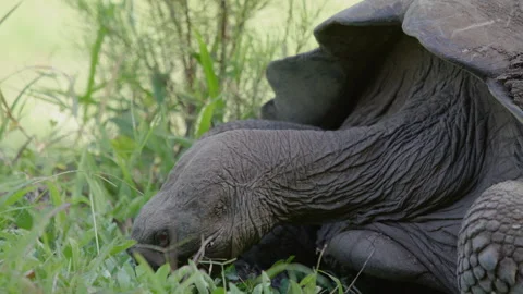 Slow motion close up shot Galapagos tortoise feeding on grass, Santa Cruz. Stock Footage 273749129